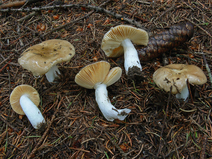 Russula nauseosa