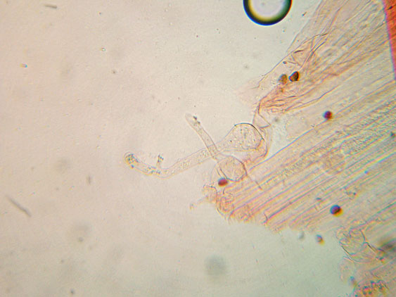 Raccolte del 2 Maggio