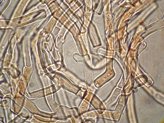 Phanerochaete con Gaf?