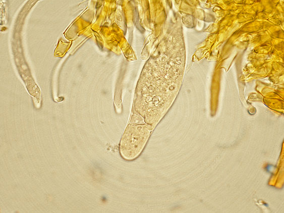 Quiz N.4 (Phaeolus schweinitzii)