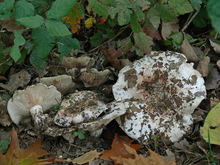 Raccolte del 18 Ottobre