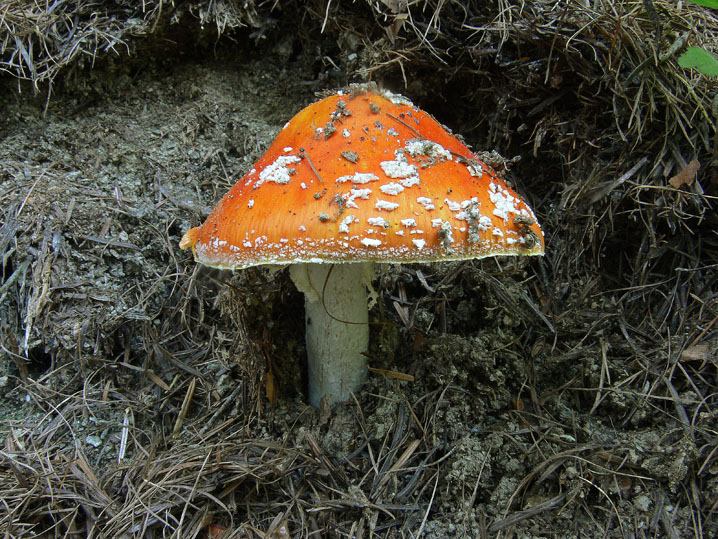 Amanita muscaria