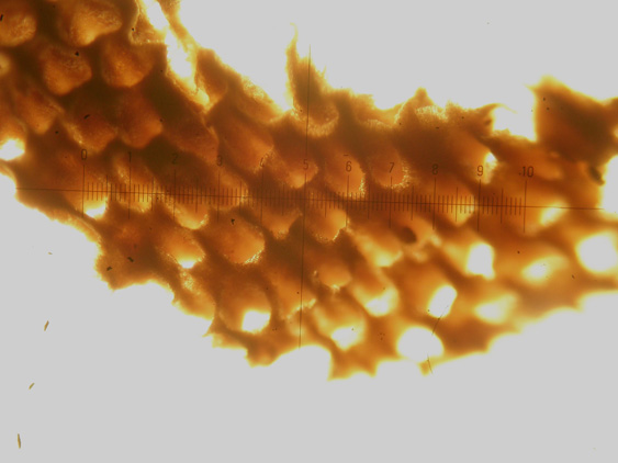 Perenniporia fraxinea (Bull.) Ryvarden