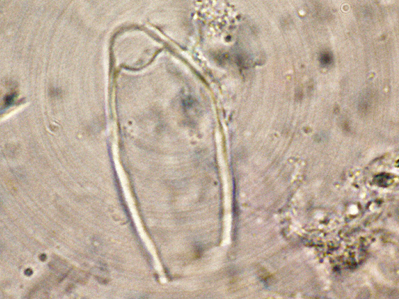Peniophora lilacea Bourdot & Galzin