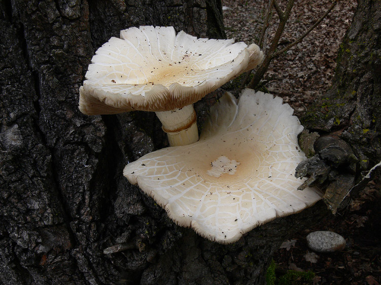 Pioggia...........funghi........