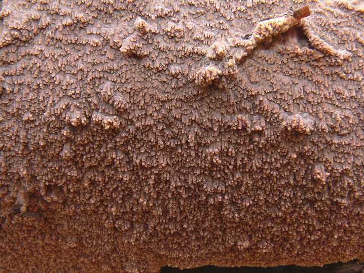 Phlebia... (Phlebia rufa)