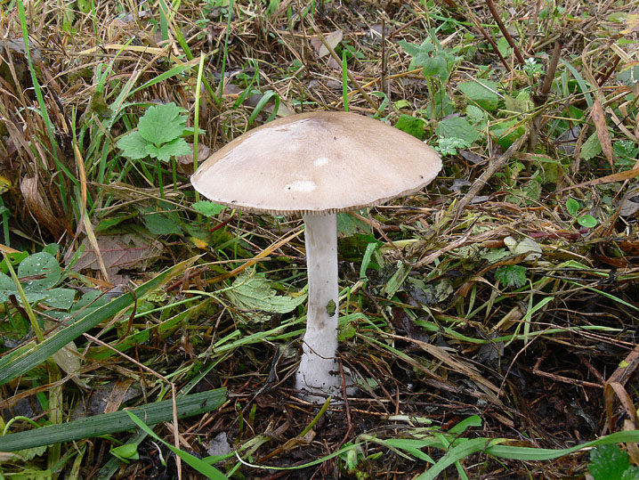 A chi appartengono queste spore?