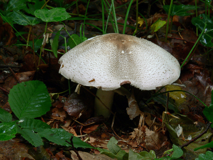 Raccolte del 16 Maggio