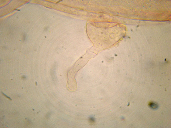 Raccolte del 2 Maggio