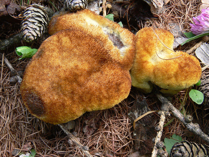 Quiz N.4 (Phaeolus schweinitzii)