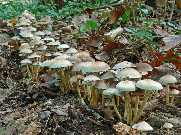 Raccolte del 12 Ottobre