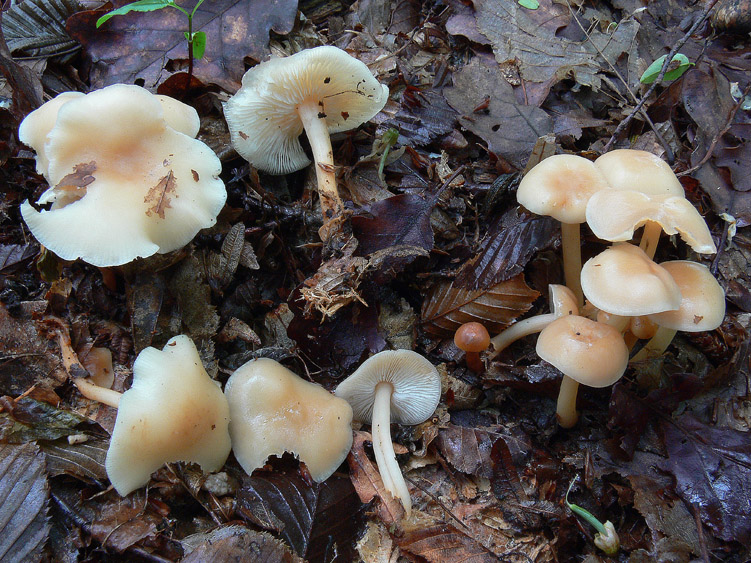 Gymnopus dryophilus?