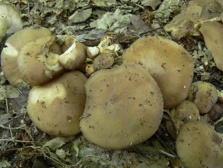 Tra boschi, parchi e giardini.......