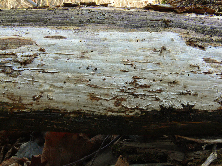 Crosticina senza rizomorfe (Trechispora confinis)