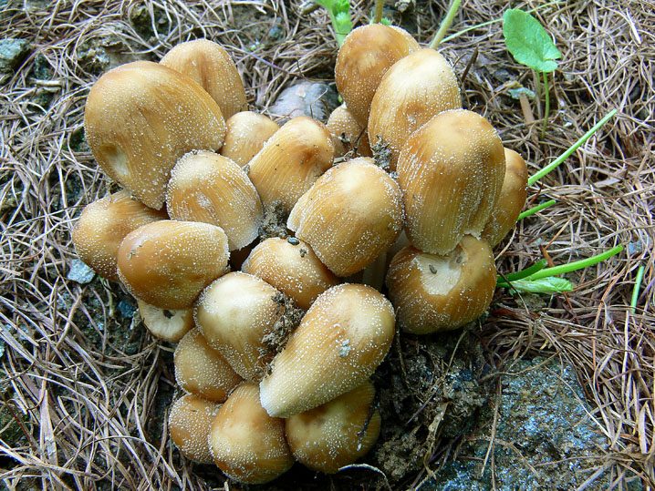 Raccolte del 30 e  31 Maggio