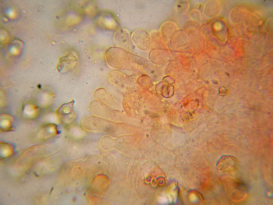 Raccolte del 30 e  31 Maggio