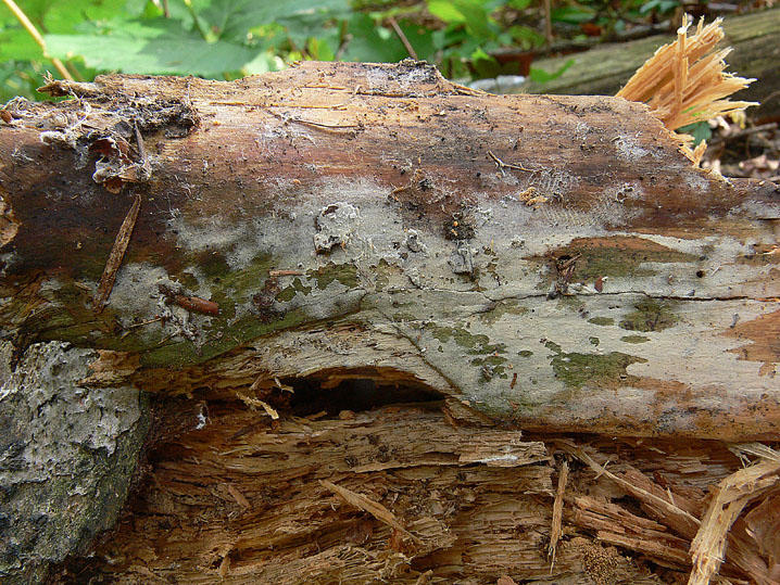 Botryobasidium subcoronatum (Höhn. & Litsch.)