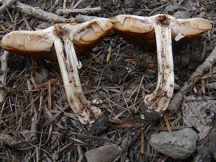 Inocybe da determinare