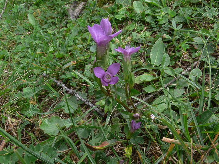 Gentiana campestris