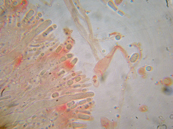 Gloiothele lactescens? (Gloiothele lactescens)