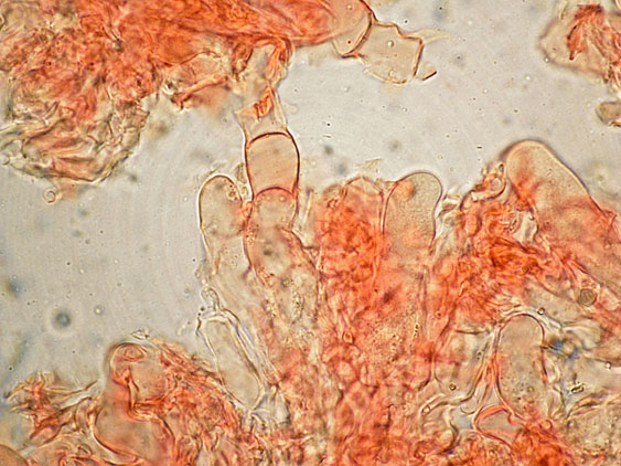 Peniophora lilacea Bourdot & Galzin
