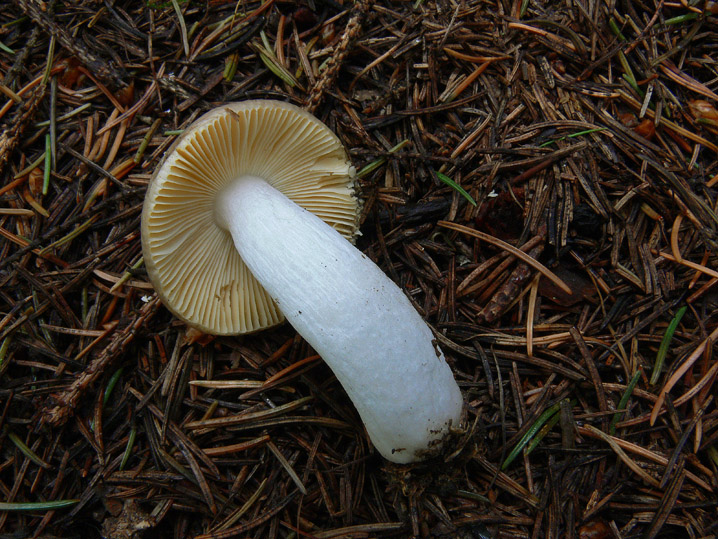 Russula nauseosa