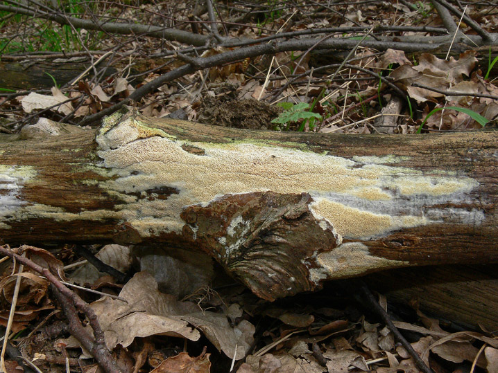 Aphyllophorales quiz (Schizopora flavipora)