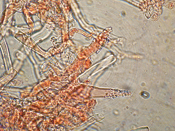 Phanerochaete con Gaf?