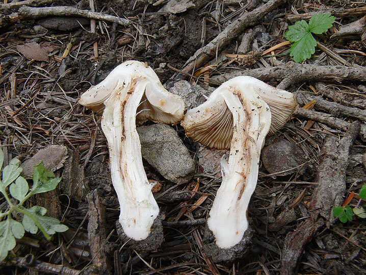 Inocybe da determinare