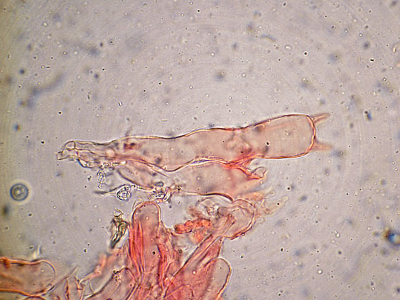 Peniophora lilacea Bourdot & Galzin
