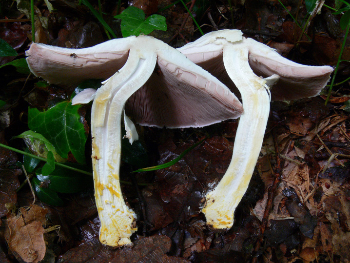 Raccolte del 16 Maggio