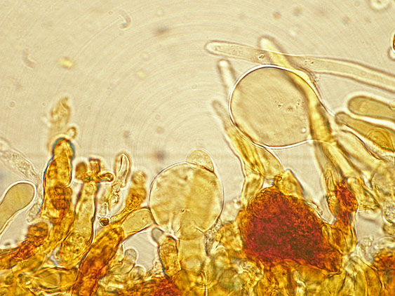 Quiz N.4 (Phaeolus schweinitzii)