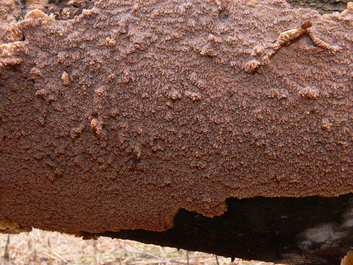 Phlebia... (Phlebia rufa)