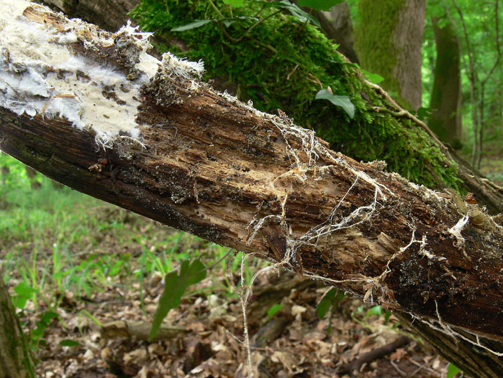 Rhizochaete radicata (Henn.) Gresl., Nakasone & Rajchenb.