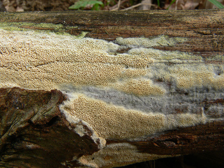 Aphyllophorales quiz (Schizopora flavipora)