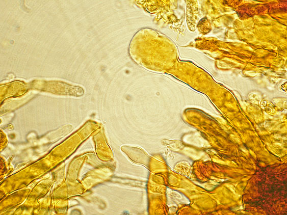 Quiz N.4 (Phaeolus schweinitzii)