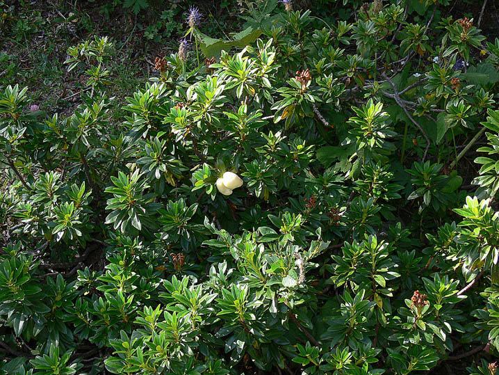 La micoflora dell''alneto