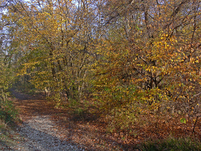 I colori dell''autunno...