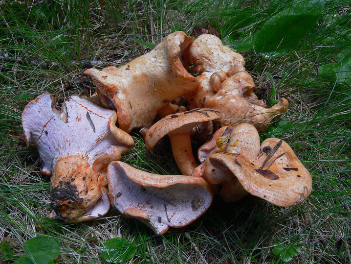 Lactarius salmonicolor parassitato da Hypomyces