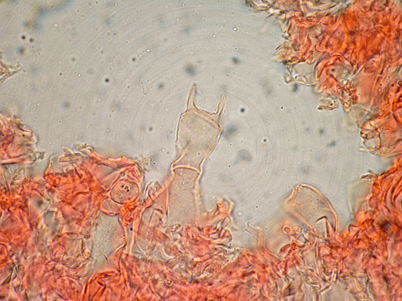 Peniophora lilacea Bourdot & Galzin