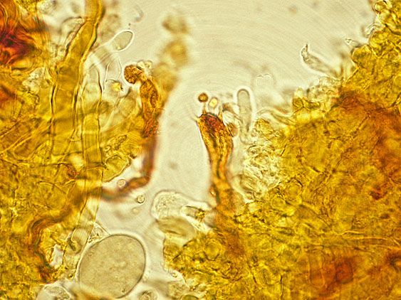 Quiz N.4 (Phaeolus schweinitzii)
