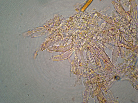 Gloeophyllum da determinare (Gloeophyllum trabeum)