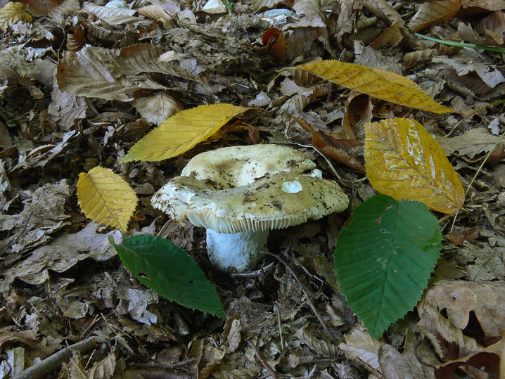 Raccolte del 4 Ottobre