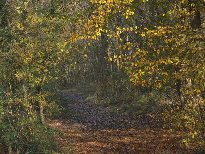 Novembre 2008