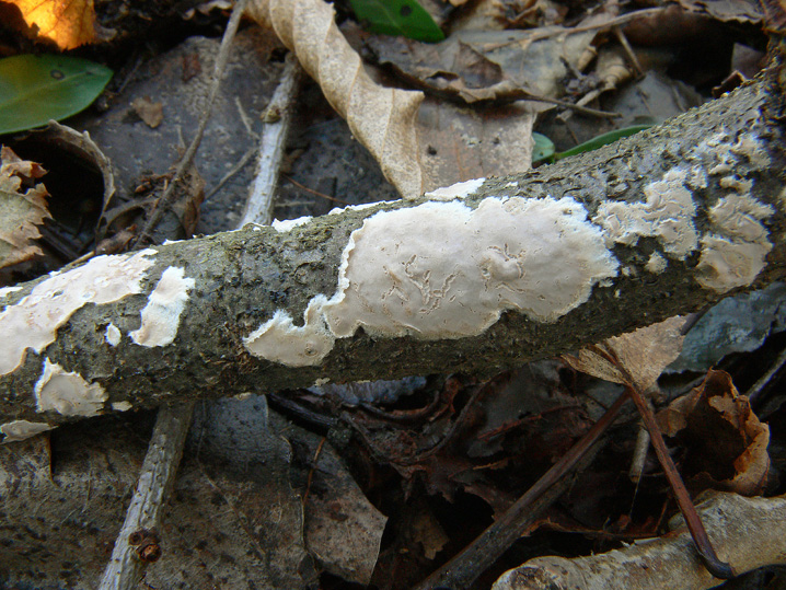 Dicembre 2008