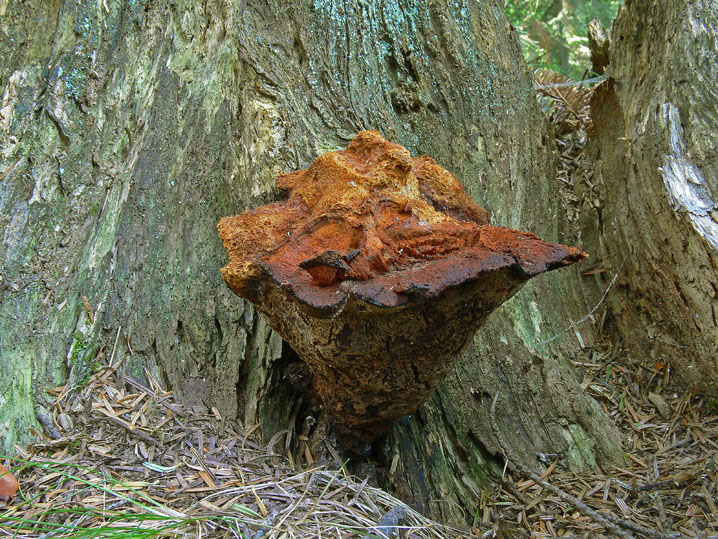 Estate 2008
