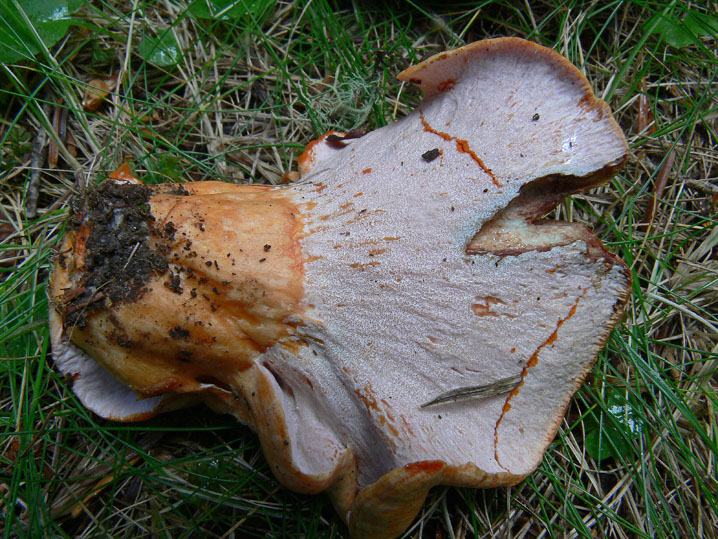 Lactarius salmonicolor parassitato da Hypomyces