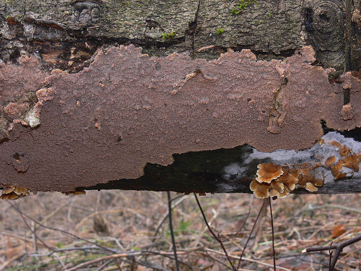 Phlebia... (Phlebia rufa)