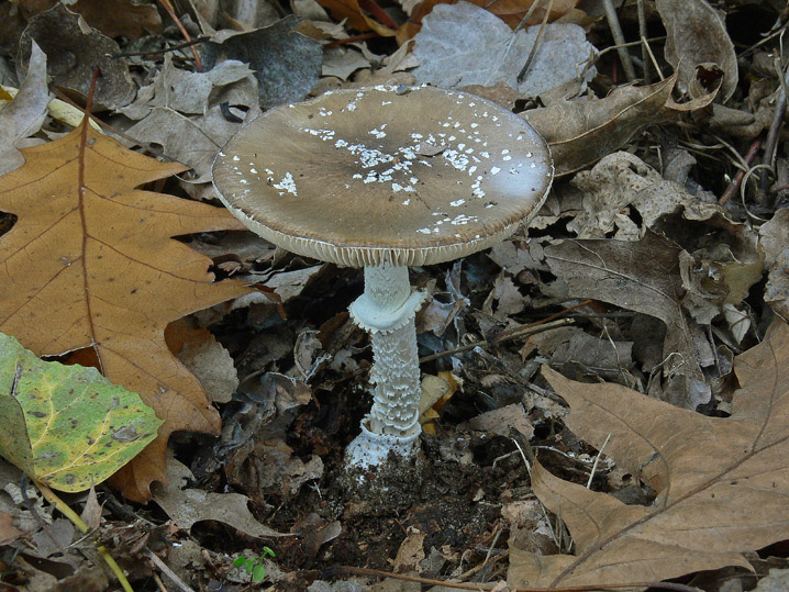 Raccolte del 18 Ottobre