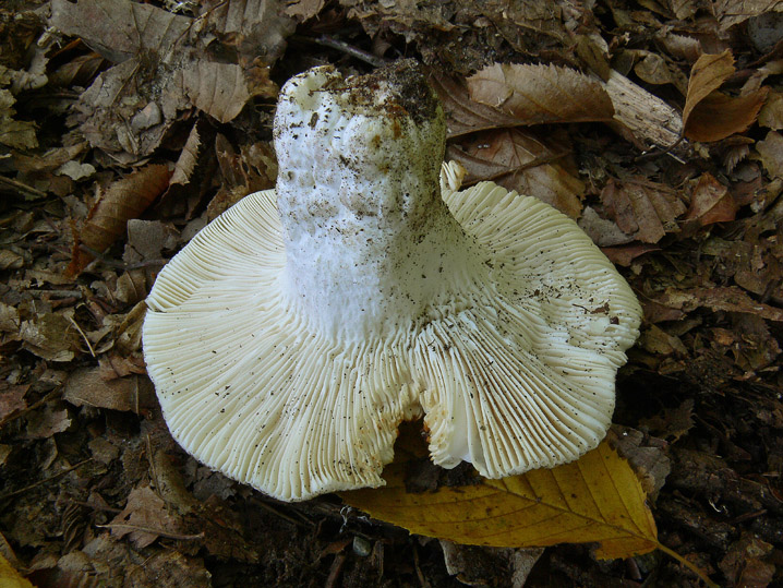 Raccolte del 4 Ottobre